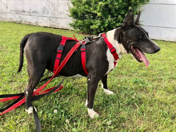 Jade mix bull terrier | Foto 2