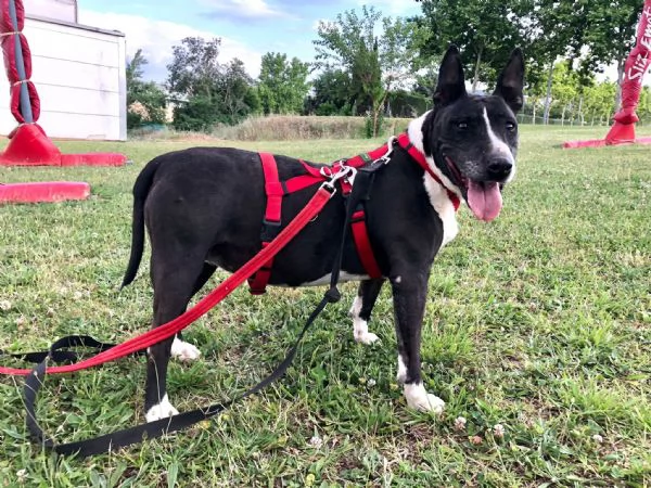 Jade mix bull terrier | Foto 1