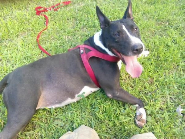 Jade mix bull terrier | Foto 0