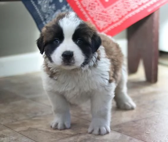 bellissimi cuccioli di san bernardo 2 maschi e 2 femmine | Foto 0