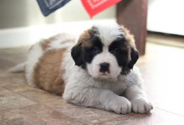 bellissimi cuccioli di san bernardo 2 maschi e 2 femmine