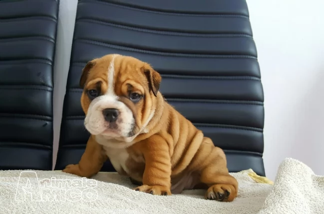 bulldog inglese con pedigree | Foto 1