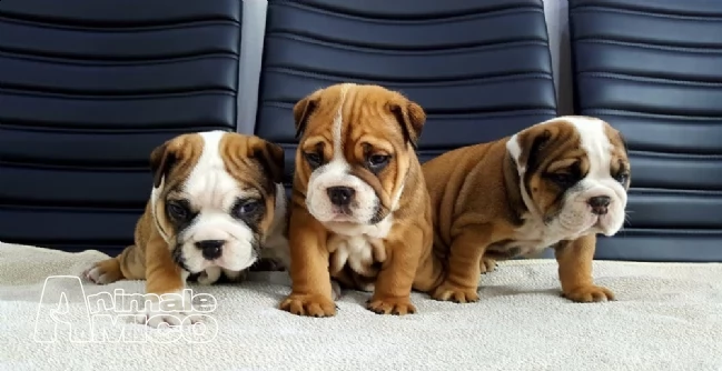 bulldog inglese con pedigree