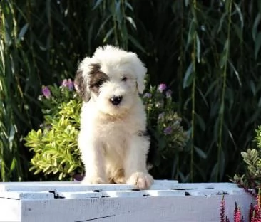 bellissimi kuccioli bobtail, altissima genealogia