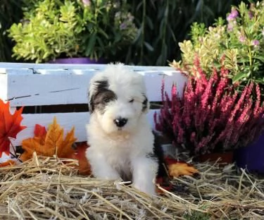 bellissimi kuccioli bobtail, altissima genealogia | Foto 1