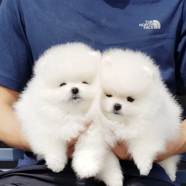 dolcissimi volpini di pomerania