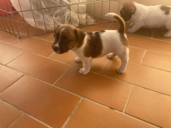 Jack russell terrier | Foto 2