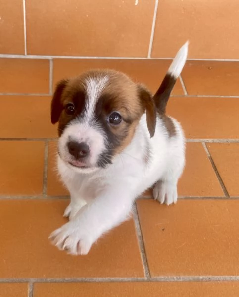 Jack russell terrier