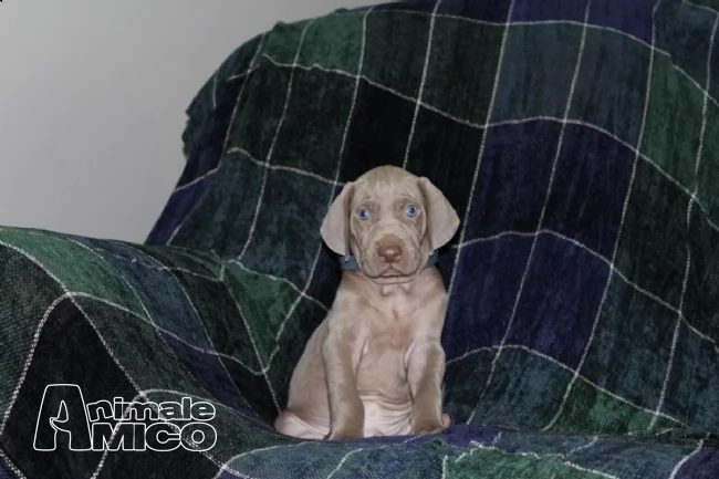 cuccioli weimaraner ( con pedigree) con pedigree