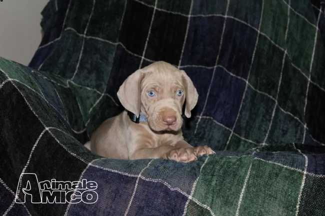 cuccioli weimaraner ( con pedigree) con pedigree | Foto 1