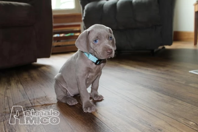 cuccioli weimaraner ( con pedigree) con pedigree | Foto 0