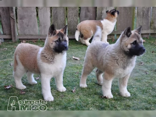 regalo akita splendidi cuccioli..