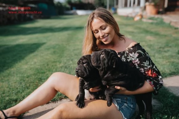 cuccioli di sharpei di giorni 70 gioiosi e bellissimi | Foto 1