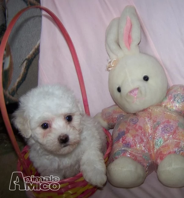  stupendi cuccioli di bichon a poil frisé | Foto 2