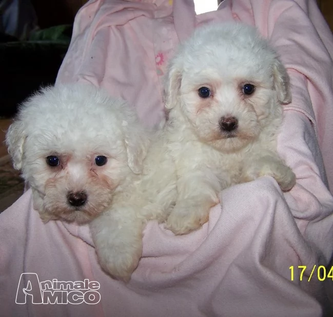  stupendi cuccioli di bichon a poil frisé