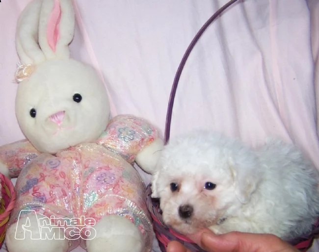  stupendi cuccioli di bichon a poil frisé | Foto 1