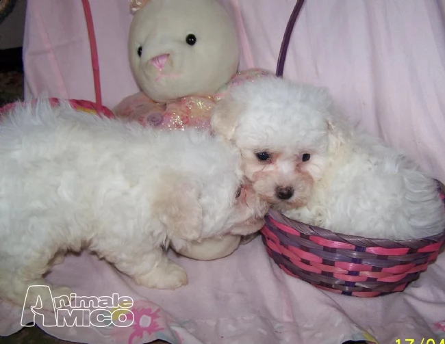  stupendi cuccioli di bichon a poil frisé | Foto 0