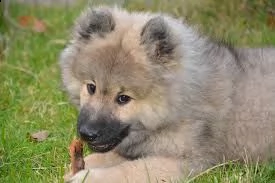 disponibili per amatori splendidi eurasier cuccioli | Foto 0