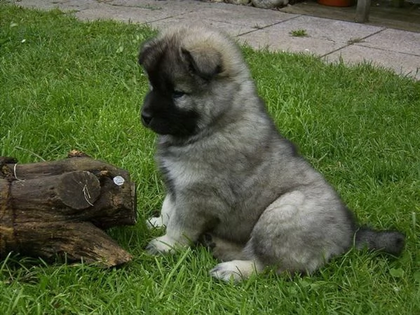 disponibili per amatori splendidi eurasier cuccioli