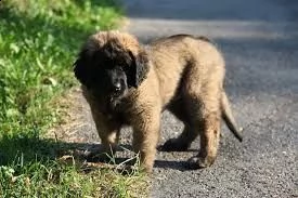 cuccioli leonberger disponibili | Foto 0