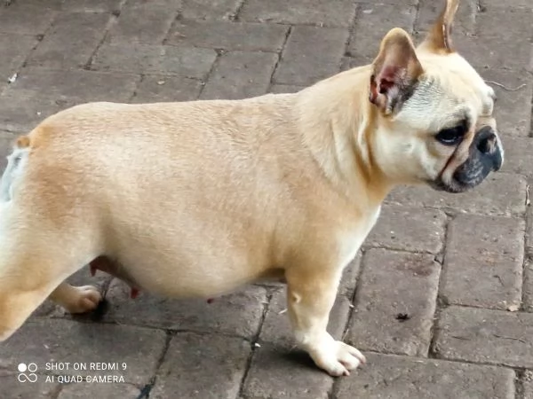 CUCCIOLI DI BOULDOGUE FRANCESE  | Foto 4