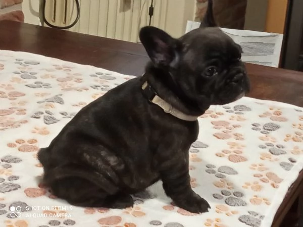 CUCCIOLI DI BOULDOGUE FRANCESE  | Foto 0