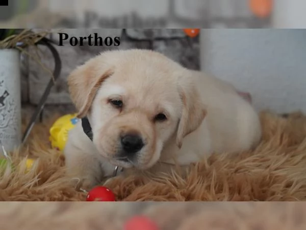 labradore retriever cuccioli con pedigrée | Foto 0