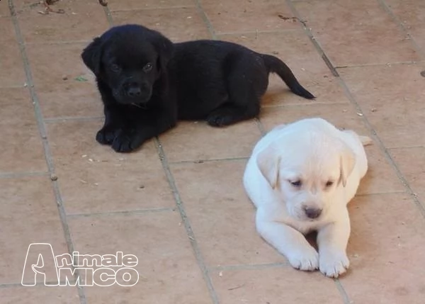 bellissima cuccioli di labrador con pedigree