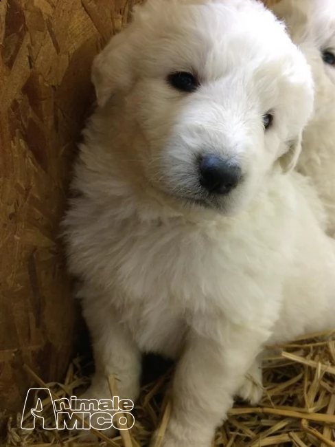 cucciola enorme pastore maremmano abruzzese | Foto 2