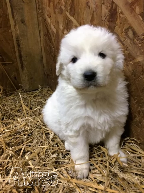 cucciola enorme pastore maremmano abruzzese | Foto 1