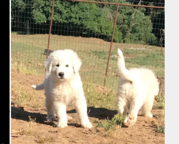  pastore maremmano abruzzese cuccioli