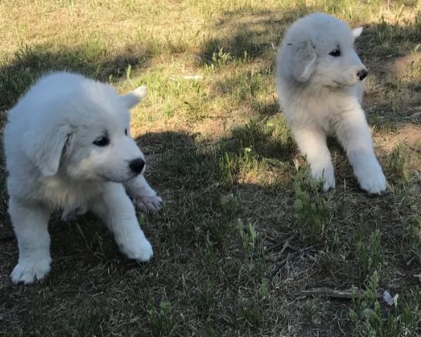  pastore maremmano abruzzese cuccioli | Foto 1