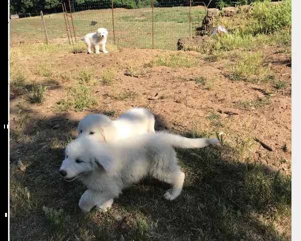  pastore maremmano abruzzese cuccioli | Foto 0