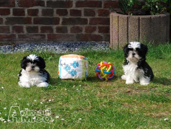 stupendi cuccioli di shih tzu | Foto 1