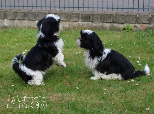 stupendi cuccioli di shih tzu