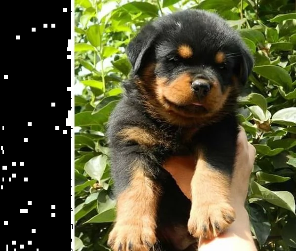 cuccioli rottweiler