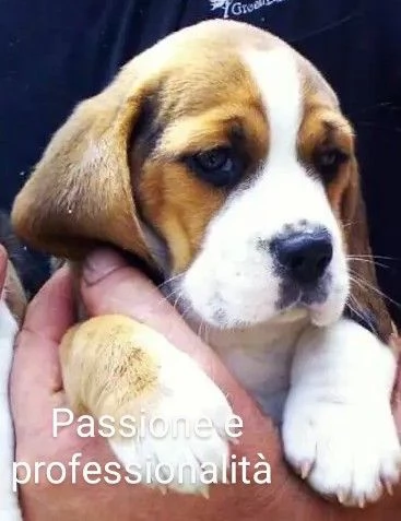 cuccioli di beagle