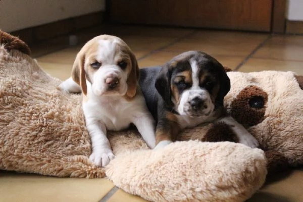 cuccioli beagle tricolore