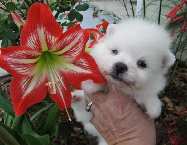 dolcissimi volpini di pomerania | Foto 0