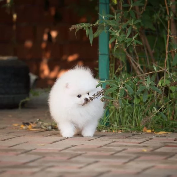 volpini pomerania disponibilità immediata | Foto 0