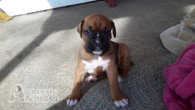 cuccioli di boxer maschi e femmine con pedegree