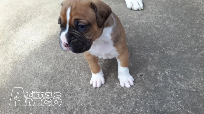 cuccioli di boxer maschi e femmine con pedegree | Foto 1