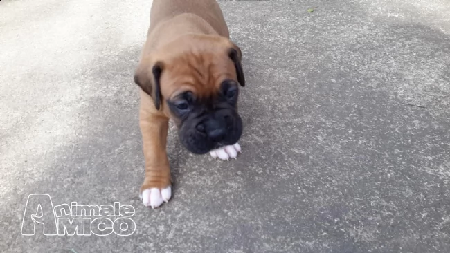 cuccioli di boxer maschi e femmine con pedegree | Foto 0