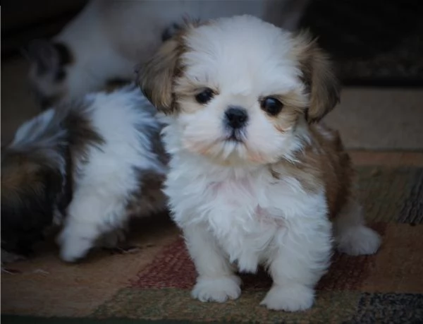 cuccioli di shih tzu