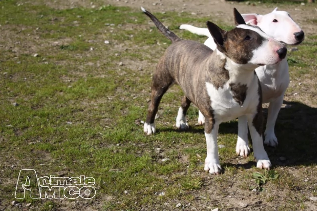 ultimi tre cuccioli di miniature bull terrier