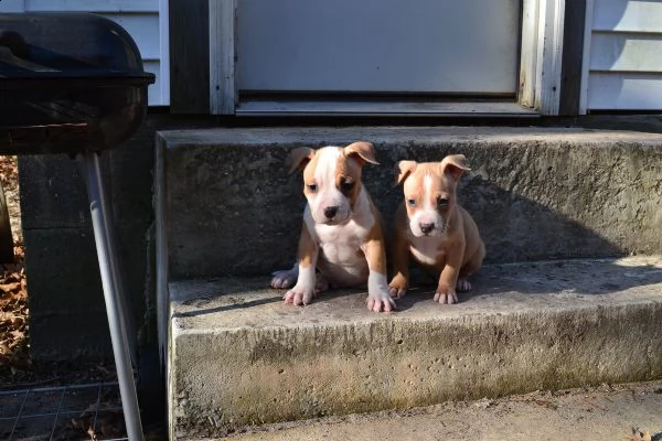 american pitbull red nose