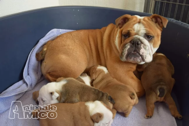 disponibili splendidi cuccioli di bulldog inglese.