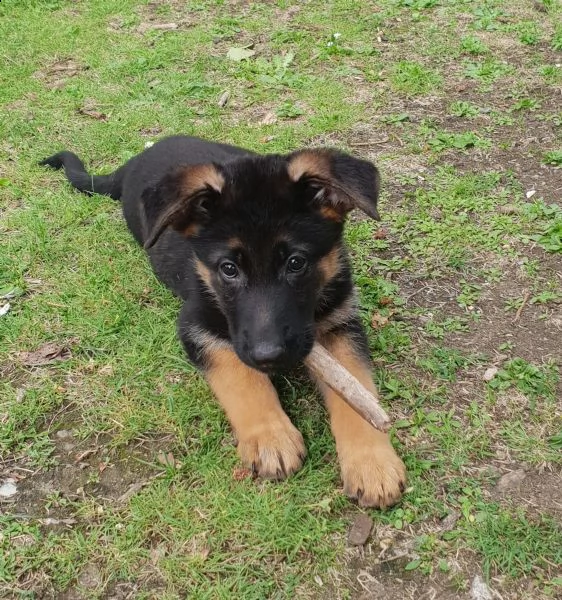 cuccioli di pastore tedesco