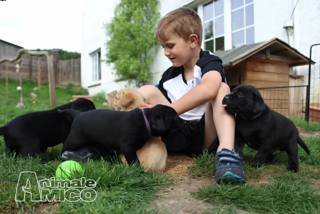 dolcissimi cuccioli di labrador retriever | Foto 1