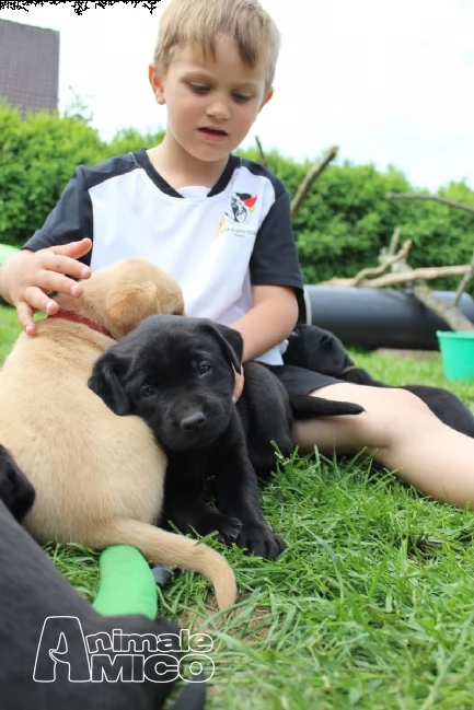 dolcissimi cuccioli di labrador retriever | Foto 0